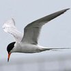 Forster's Tern